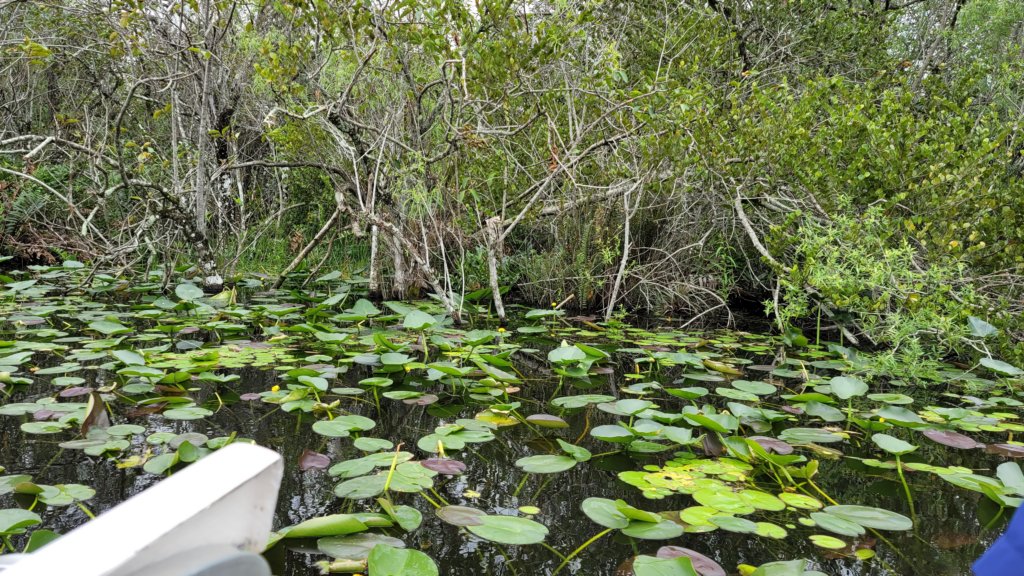 gatorparkevergladesairboat3.jpg