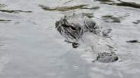 gatorparkevergladesairboat4_small.jpg