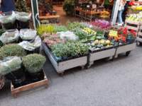 amsterdamflowermarket_small.jpg