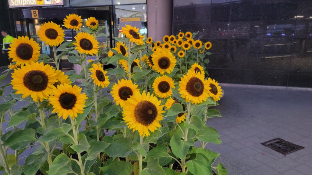 sunflowersamsterdamairport.jpg