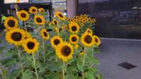 sunflowersamsterdamairport_small.jpg