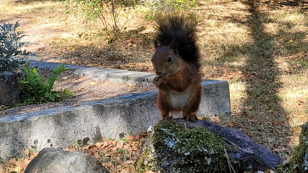 tallinmedievalexperiencesquirrel.jpg