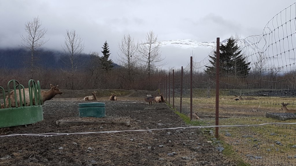 alaskawildlifeconservationcenter10.jpg