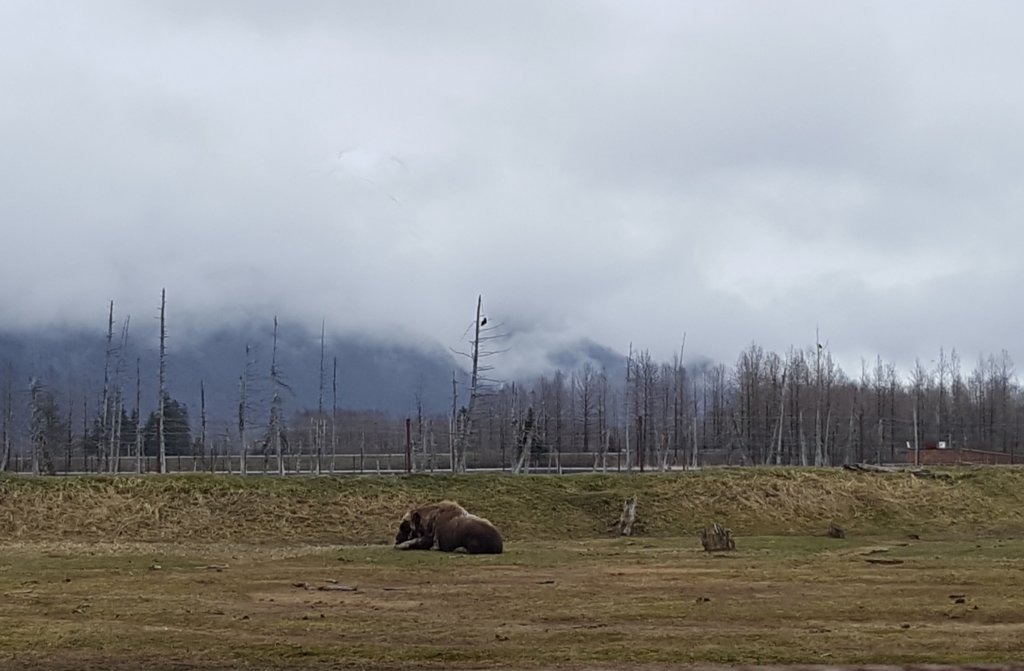 alaskawildlifeconservationcenter11.jpg