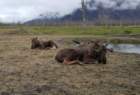 alaskawildlifeconservationcenter15_small.jpg