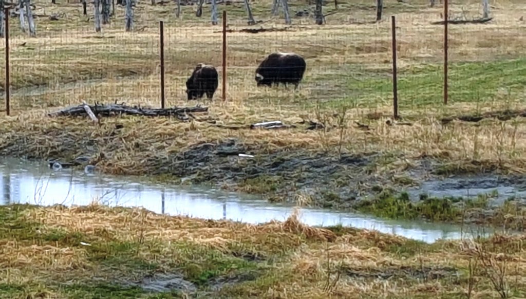 alaskawildlifeconservationcenter4.jpg