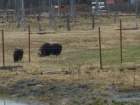 alaskawildlifeconservationcenter5_small.jpg